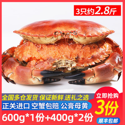 超大面包蟹母蟹熟冻大螃蟹