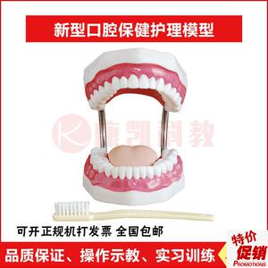 新型口腔保健护理牙齿模型牙科牙齿仪器牙保健模型牙Y齿结构模型