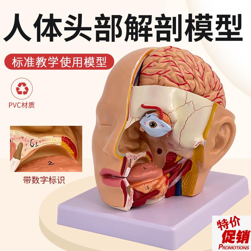 头部附脑动脉模型人体脑部解剖模型口腔鼻咽S喉头部颅脑外科脑