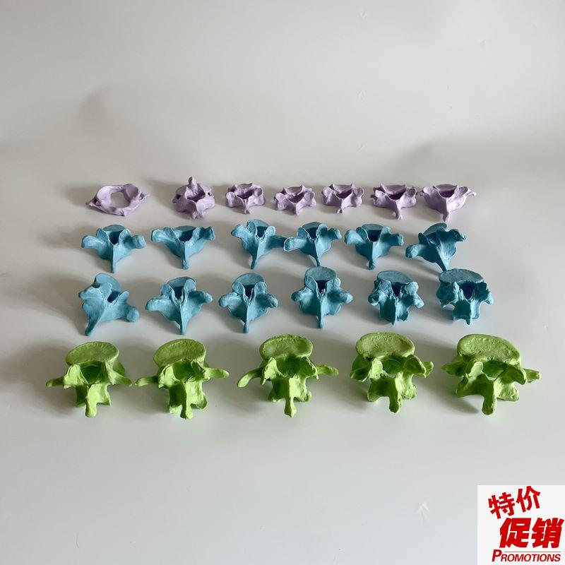 人体脊柱可d拆卸散骨椎体模型颈椎胸椎腰椎正骨小针刀骨科医学教