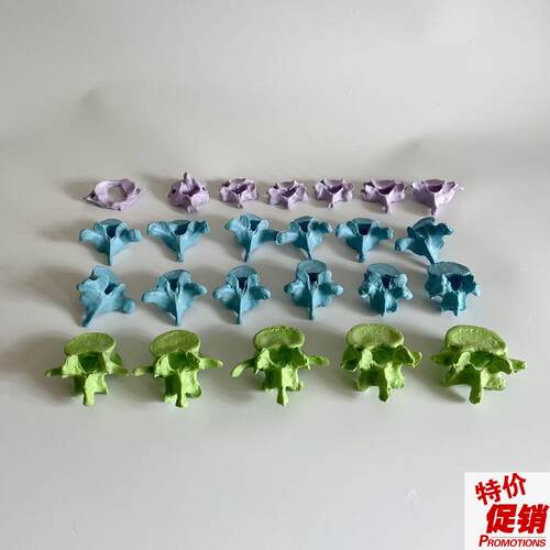 人体脊柱可d拆卸散骨椎体模型颈椎胸椎腰椎正骨小针刀骨科医学教