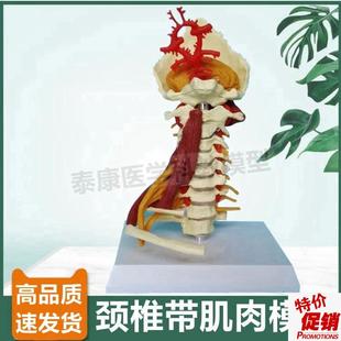人体颈椎a模型小脑枕骨颈部肌肉血管肋骨正骨小针刀康复瑜伽健身
