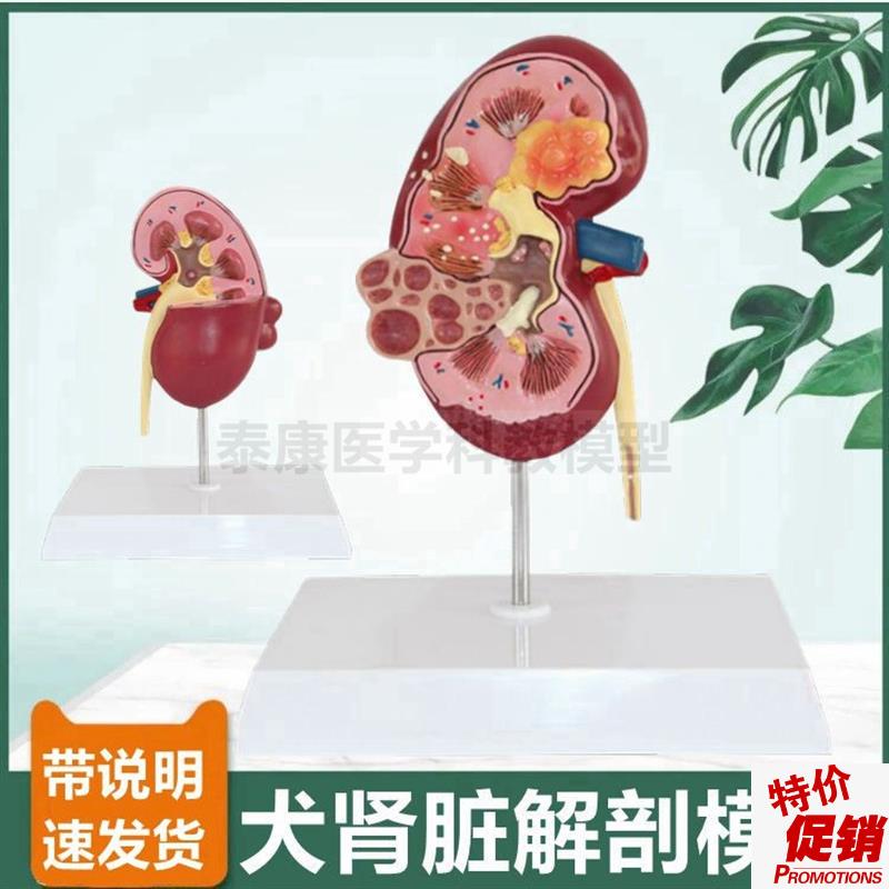 狗肾脏模型健康病变泌尿输尿w管犬科内脏动物宠物诊所摆件兽医用