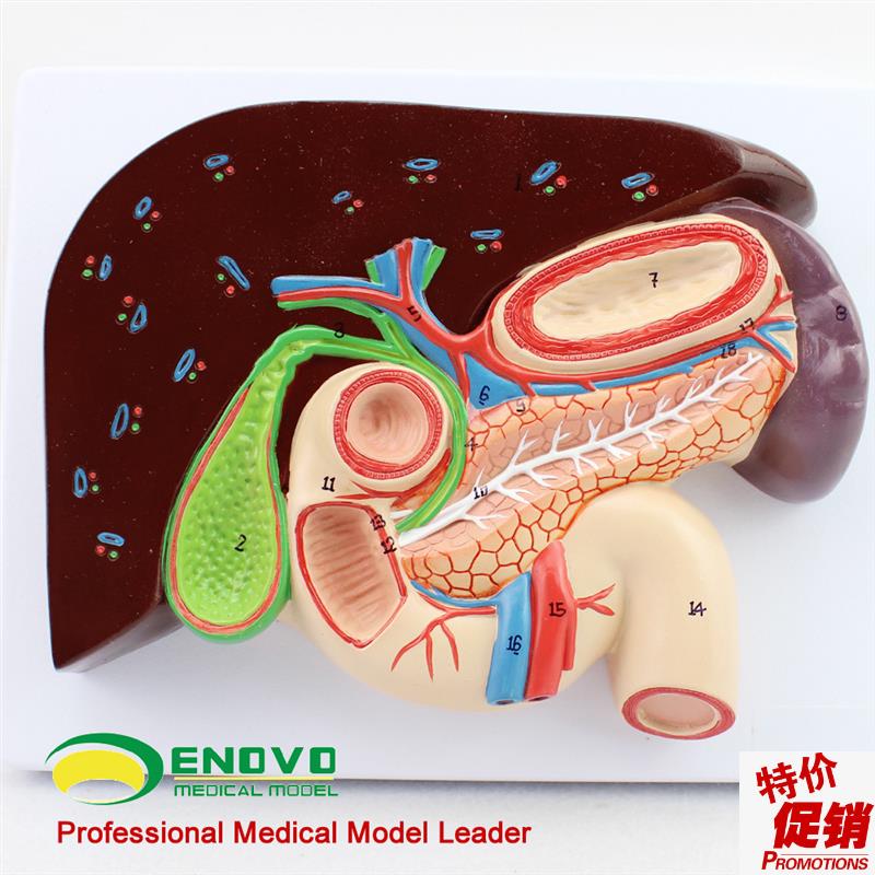 颐诺人体肝胆胰十k二指肠胃结构模型消化科医用Whipple模型