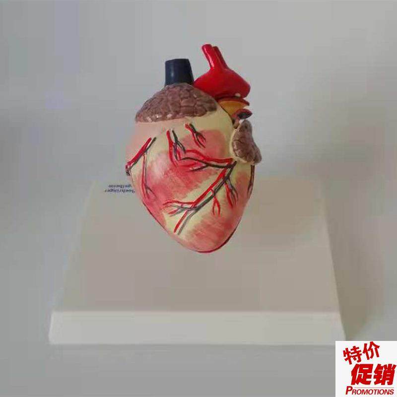 狗心脏解b剖模型动物内脏犬科模型宠物兽医教学教具厂家直销热卖,文具电教/文化用品/商务用品,教学仪器/实验器材,淘宝优惠券,粉丝福利购,淘宝优惠卷