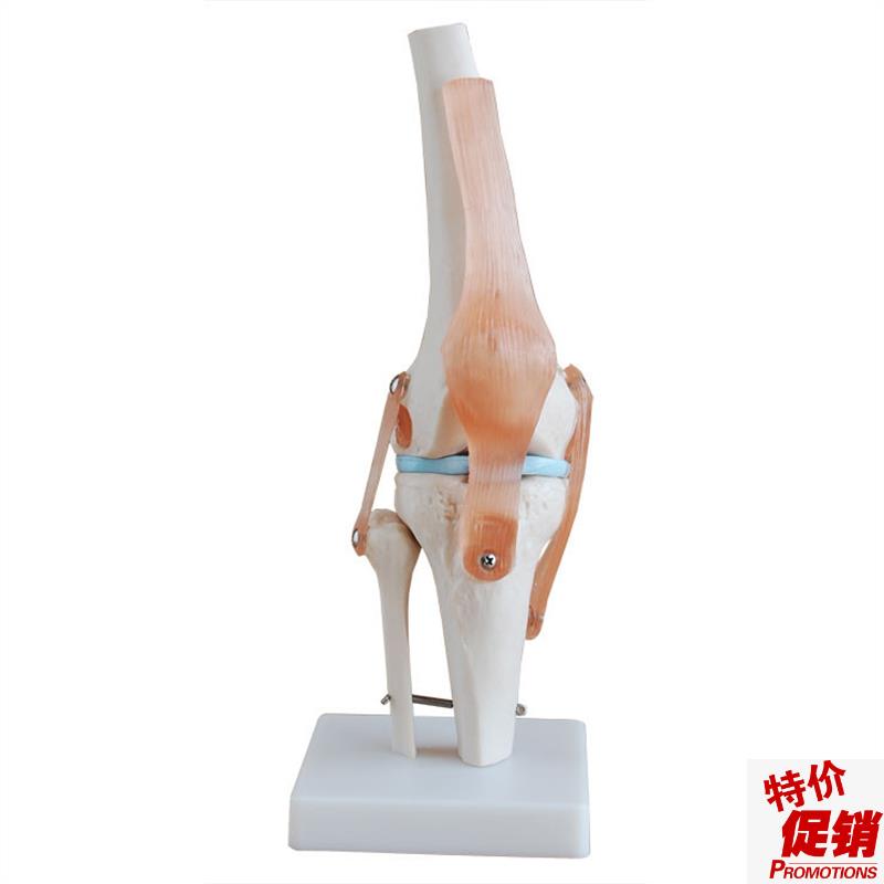 膝关节模型(自然大)