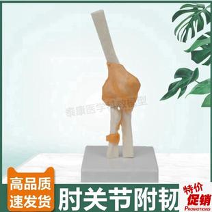 肘关节模型尺骨肱骨桡骨上肢骨骼韧带人体关N节医用生物课康复功