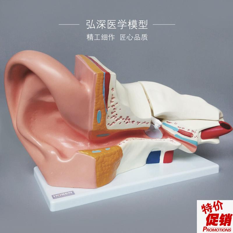 耳朵放大模型人体器官解剖结构耳道采G耳外中内听觉耳鼻喉科教学