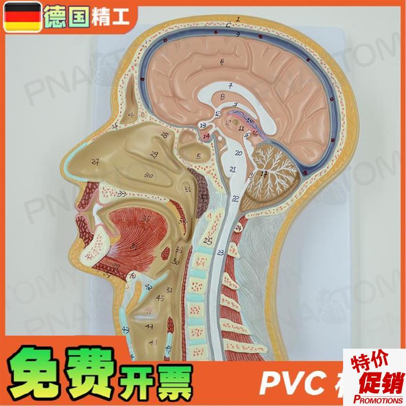 德国】人体头部矢状切面额t状切大脑结构解剖模型医学耳鼻喉科美