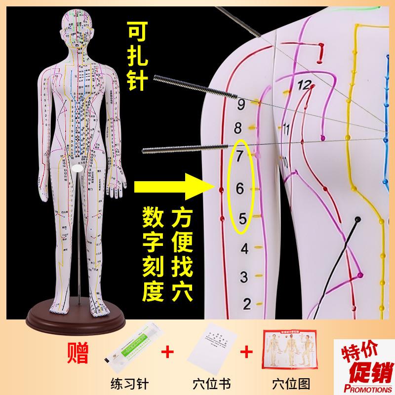 黄河中医针灸穴位模型针灸推拿穴z位模型针灸穴位52CM彩白色针灸