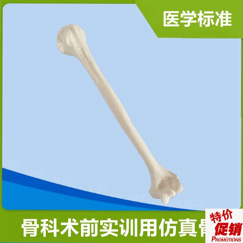 肱骨模型手术实操用仿真骨1v比1假骨头四肢散骨人体骨骼关节医用