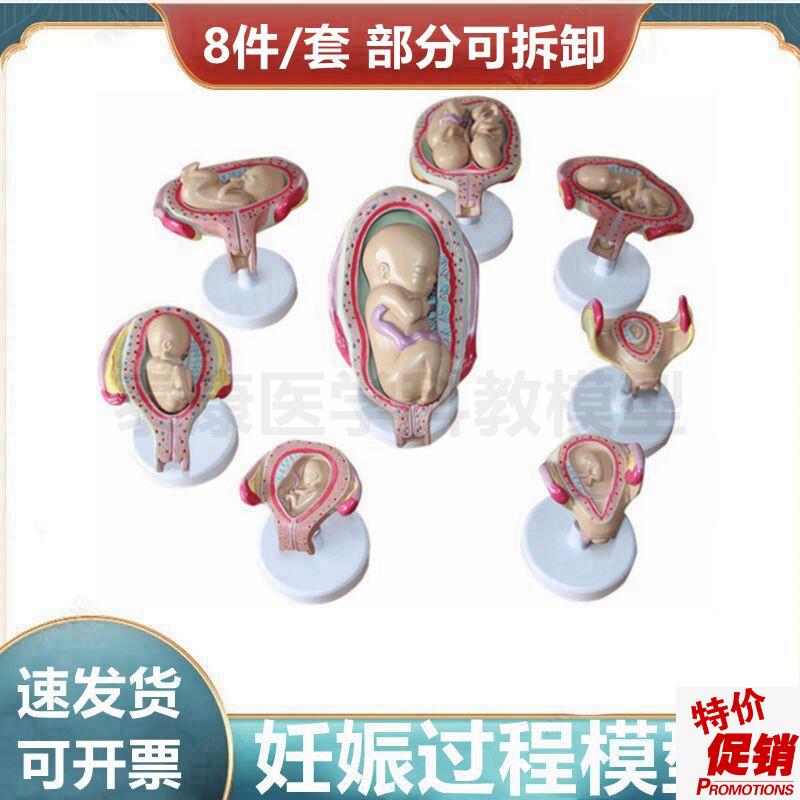 妊娠过程模型足月妊娠腹r腔盆腔解剖可拆卸受精卵形成胚胎发育生
