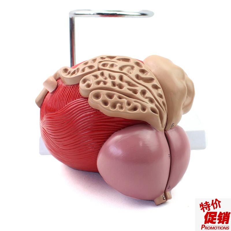 ENOVO颐诺医学人体膀胱模型A前列腺模型泌尿生殖系统解剖泌尿科泌