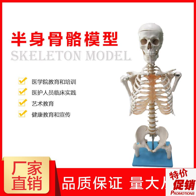 半身人体a骨骼模型骨架模型解剖学艺术教学演示医学科研骨骼模型