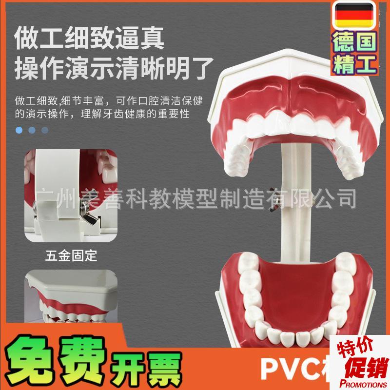 儿童早教刷牙g模型两倍大幼儿口腔教学模型牙齿模型幼儿园教刷牙