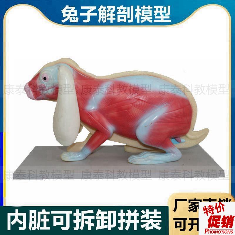 兔子解剖模型立体仿真内脏可拆卸拼装皮肤骨骼头骨透X明牙齿生物