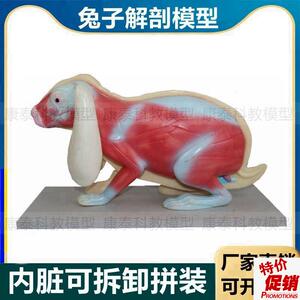 兔子解剖模型立体仿真内脏可拆卸拼装皮肤骨骼头骨透X明牙齿生物