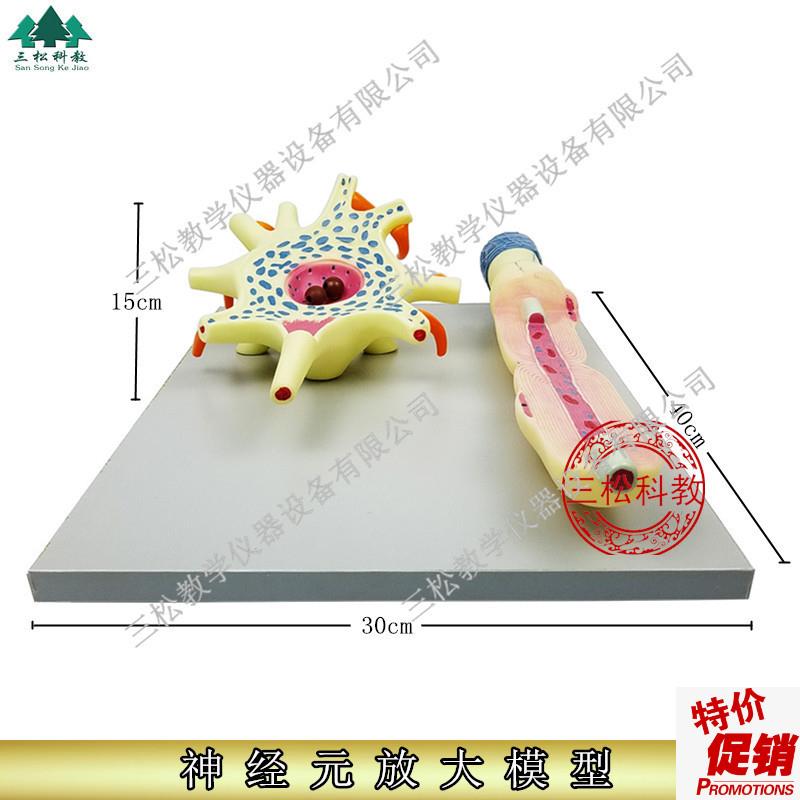 神经元放大模型神经元胞体和神经纤维结构放O大模型神经细胞模型