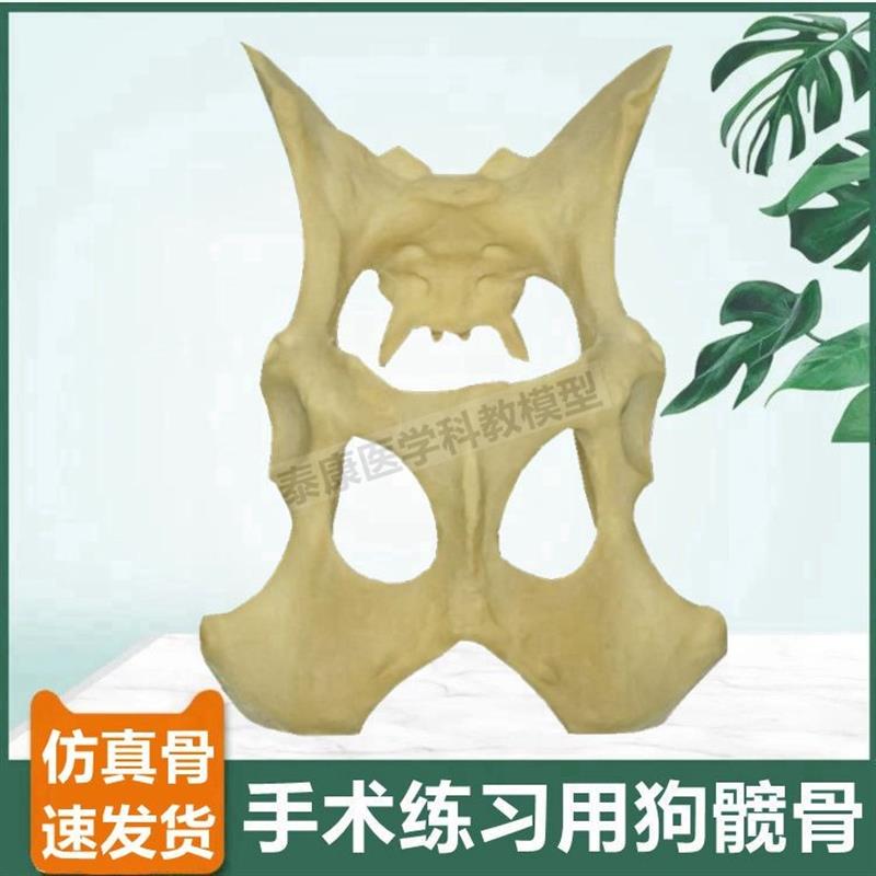 狗髋骨模型仿f真骨手术练习用假骨头犬四肢标本宠物医生用兽医动