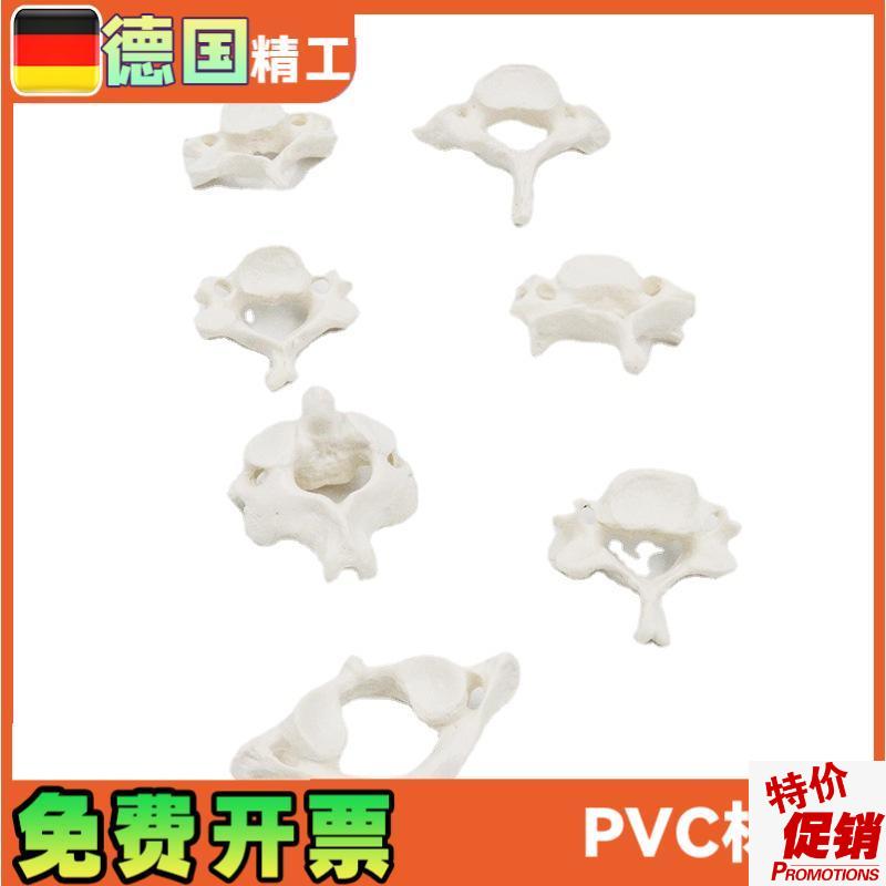 1比1大七节颈椎模型q椎体散骨解剖脊柱人体骨骼康复教学道具演示