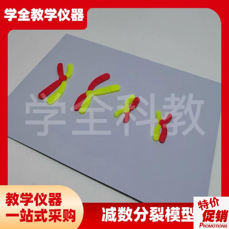 减数分裂中染色体变化模型组件y磁吸式磁贴高中生物实验器材教学