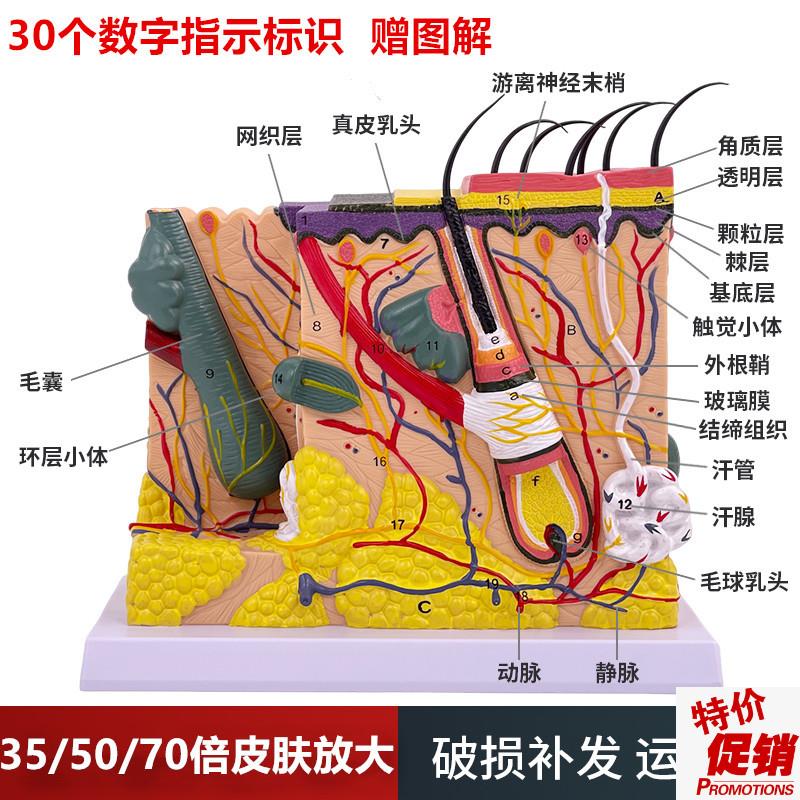 50倍人体皮肤h组织结构放大解剖模型医学美容整形立体皮肤放大模