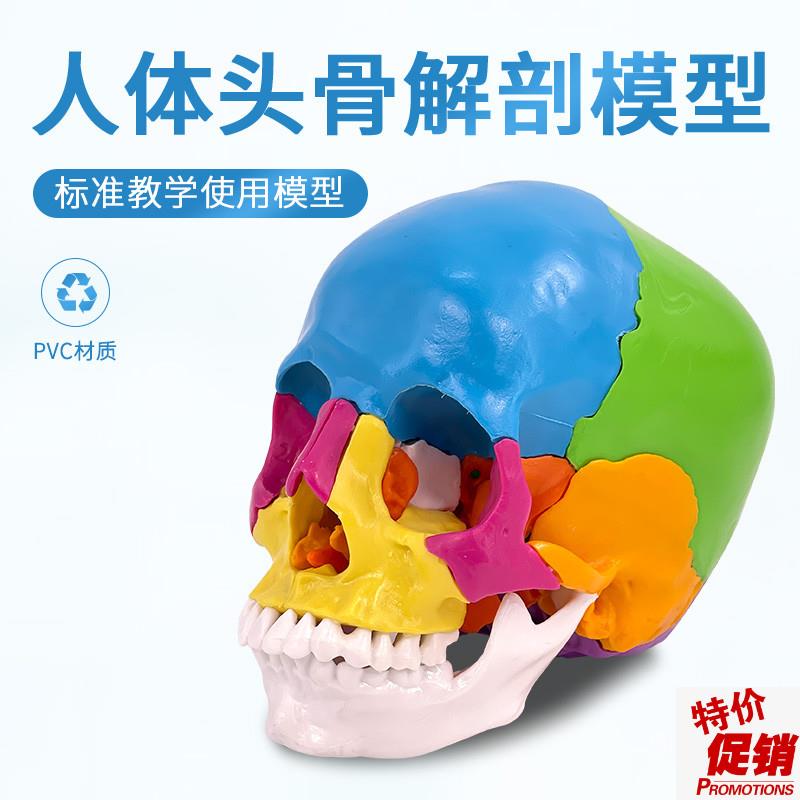 可拆分22件11真人大小彩色头骨模型颅骨解剖医V用美容口腔牙科
