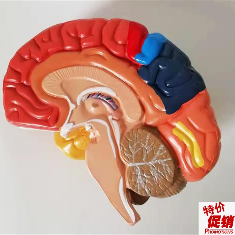 大脑解剖功能分区模型大脑血管动脉语言中枢听觉区W颅脑厂家直销