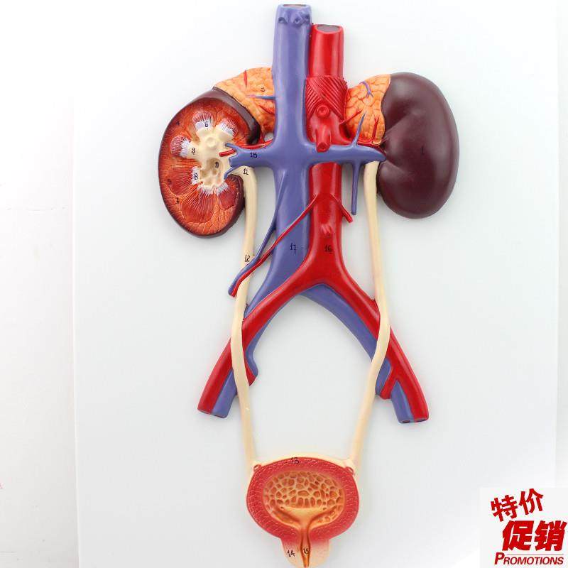 颐诺正品人体泌尿系统模型输尿管膀胱尿道模Q型肾解剖模型医用