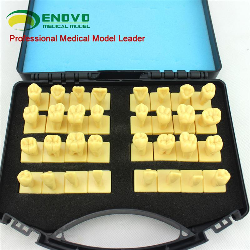 ENOVO颐诺口腔3倍雕s牙指导模型牙颌面口腔教学牙体形态解剖雕刻