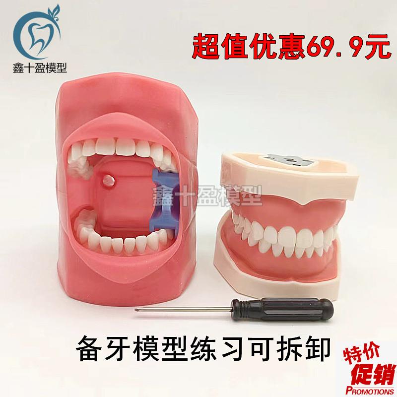 口腔备牙模型仿真牙齿模t型练习备牙粒离体牙口腔考试教学软牙龈