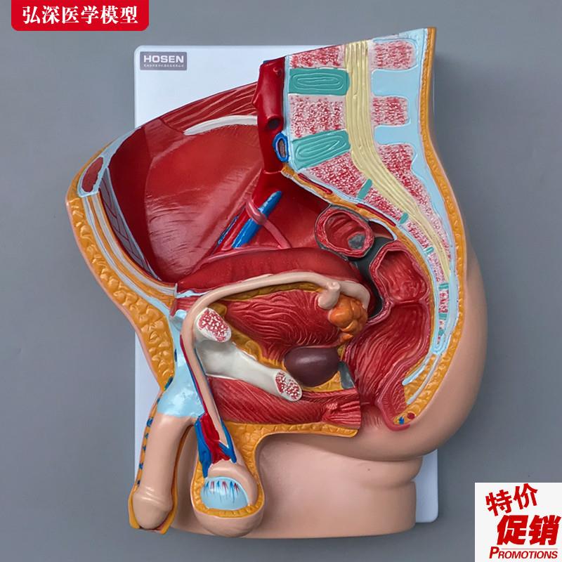 男性生殖系统模型人体矢状解剖面结构造骨盆腔医学示教.学模具玩