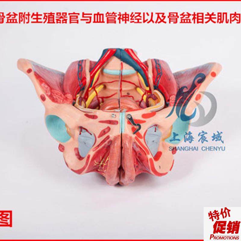 逼真准确女性骨盆附生殖器官与血管神经以及骨盆U相关肌肉附着点