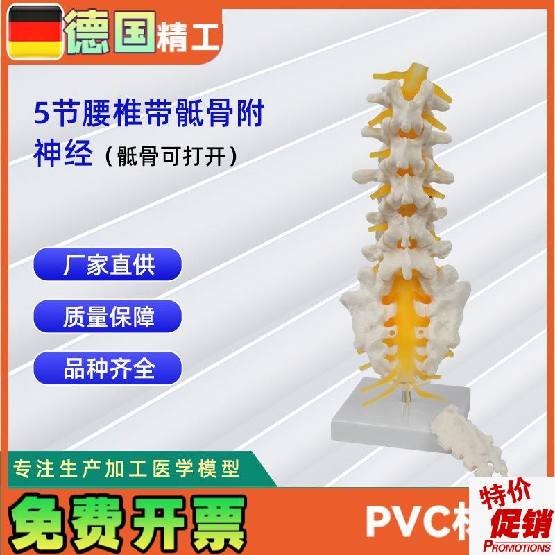 5节腰椎带骶骨可打开模型()人体教.学讲解模型