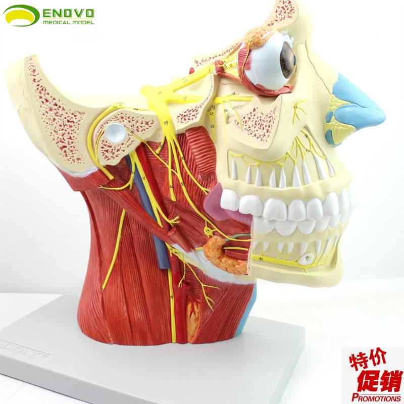 ENOVO颐诺十二l对颅神经系统解剖模型12对脑神经模型神经内科外科