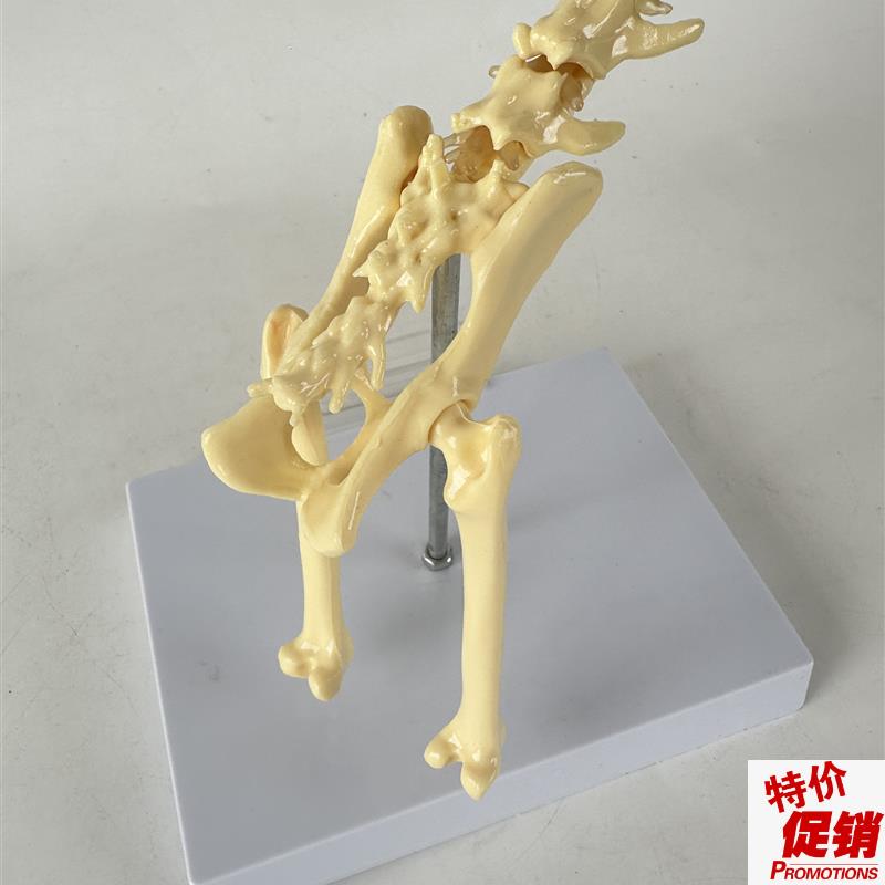 猫的髋骨头关f节仿真骨四肢腿骨脊柱肱骨肩胛骨动物标本犬骨模型