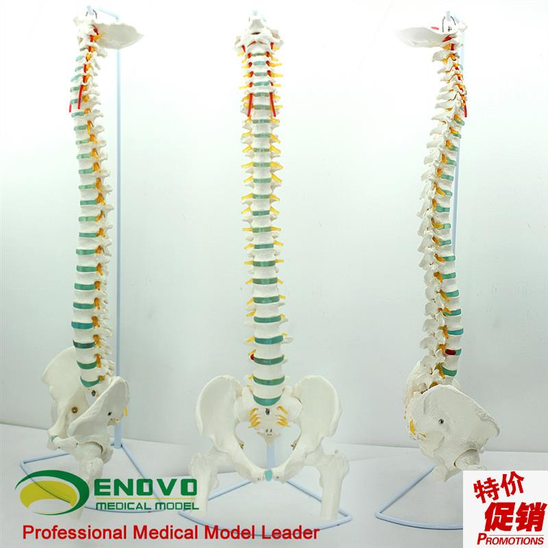 ENOVO颐诺医学人体脊柱模型脊椎骨盆J颈椎胸椎腰椎整骨科骨骼模型