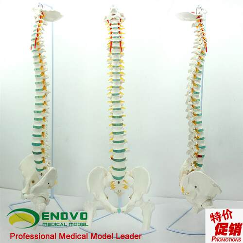 ENOVO颐诺医学人体脊柱模型脊椎骨盆J颈椎胸椎腰椎整骨科骨骼模型