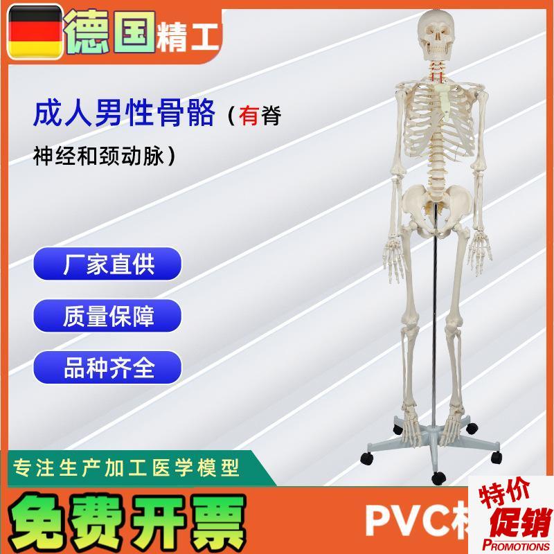 成人男性骨骼附脊神经和颈动脉全身H人体骨骼模型骨骼教学器材