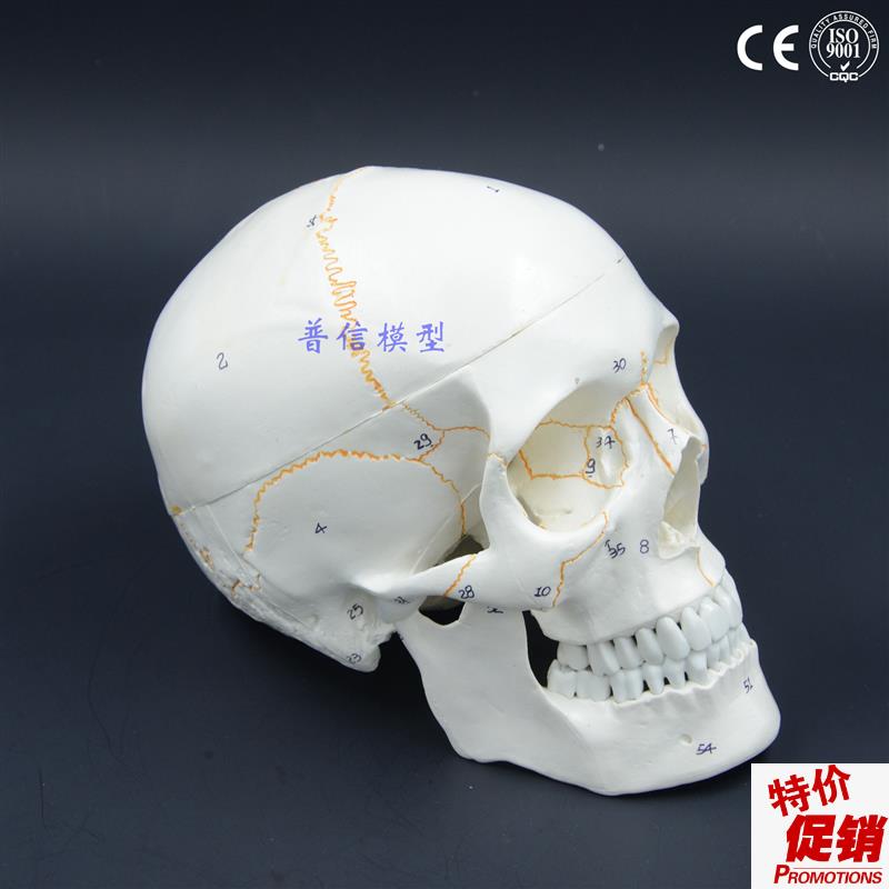 普信1比1真人大m小头骨模型成人颅骨头颅模型解剖画室写生