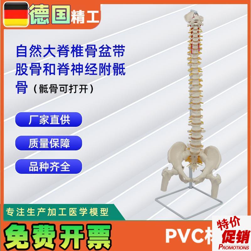 自然大脊椎骨盆带股r骨和脊神经附骶骨(骶骨可打开)模型