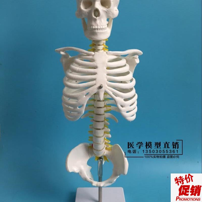 45CM人体脊柱模具脊椎骨颈椎模C型胸椎结构腰椎间盘关节骨头骨架