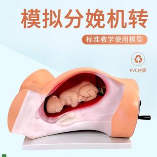 仿真教学分娩演示模型接生模B型分娩机转示教模型妇产科教具