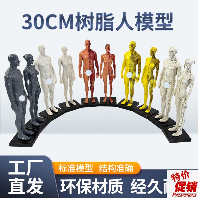 30cm艺用树脂人体模型肌肉骨骼解剖结构美术模Q型CG绘画雕塑教学