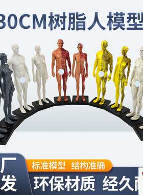30cm艺用树脂人体模型肌肉骨骼解剖结构美术模Q型CG绘画雕塑教学