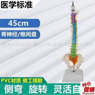 人体脊椎模型彩色脊柱颈胸椎腰椎骨盆F股骨头正骨医用弯曲旋转错