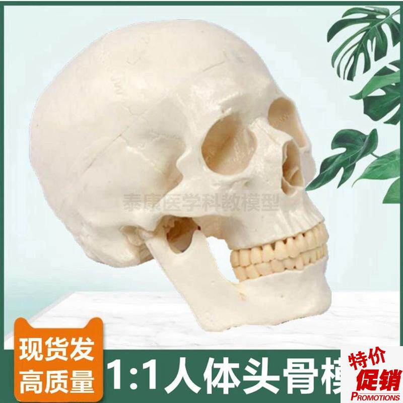 1比1人体头骨模型标准医u用教学仿真骨髅标志牙齿颅底口腔面部医