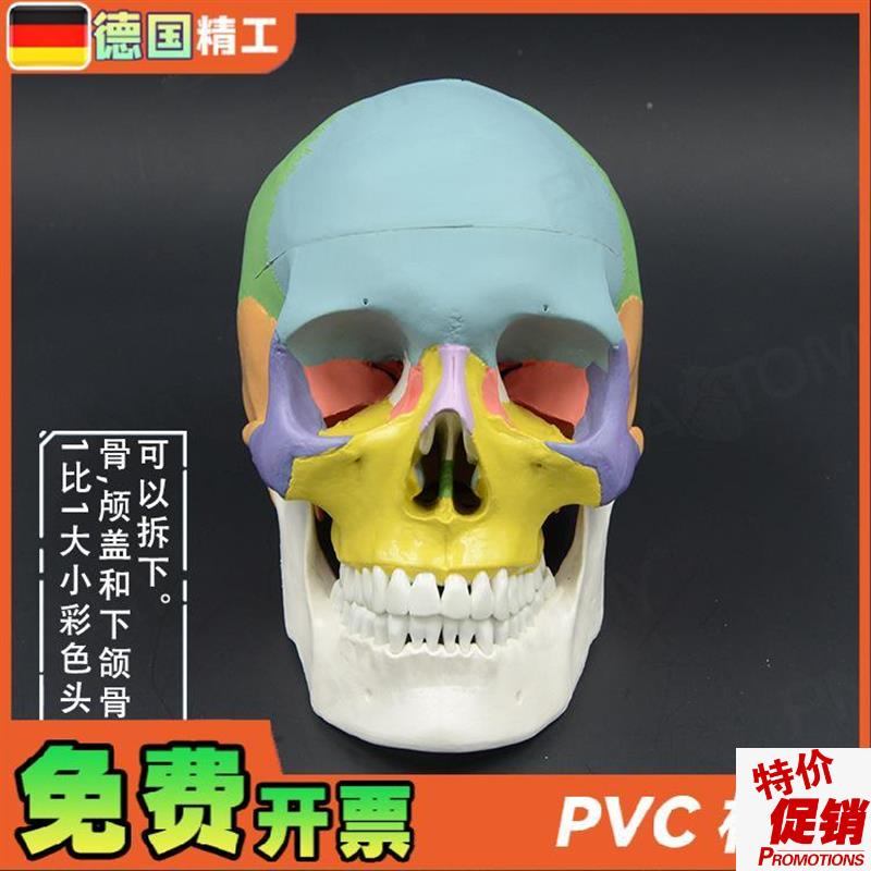 彩色头颅骨模型1比1可拆口腔美z容整形头骨解剖模型牙科展示骷髅