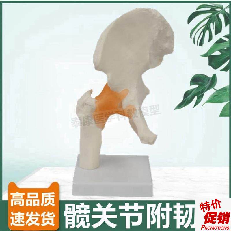 髋关节模型1比1仿真可活动拆卸股骨头医用教学展U示瑜伽康复功能