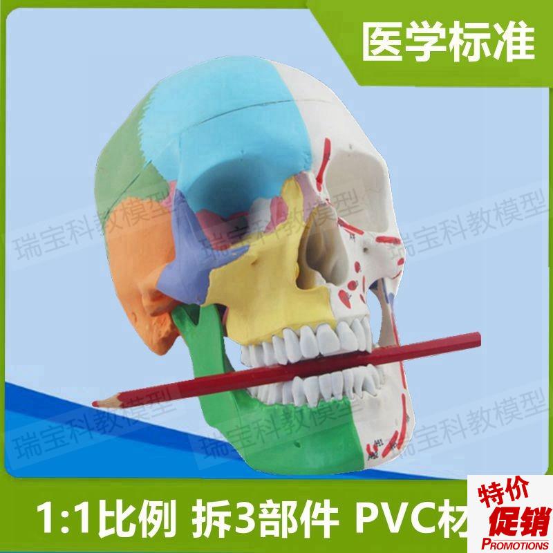 人体头骨模型仿真1:1自然大PVC财主骨缝线颅骨结构W下颌骨口腔牙